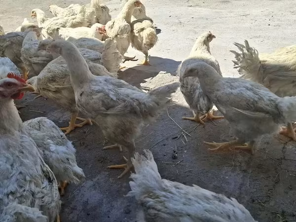 Chickens — Kyrgyzstan