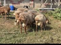 Domba jantan, Hissar sheep — foto 7