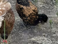 Chickens — عکس 6