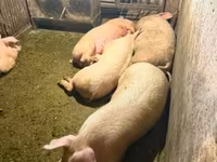Cinghiale, Крупная белая — foto 3