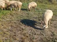 Får, Karabakh sheep — foto 6