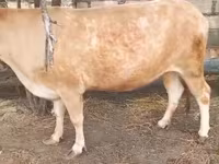 Mucca, Simmental cattle — foto 3
