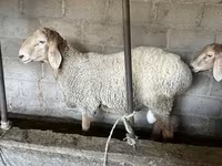 Ram, Arashan sheep — photo 6
