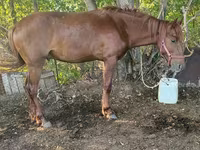 Kuda jantan, Kazakh horse — foto 3