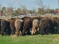 मेढ़ा, Hissar sheep — फ़ोटो 4