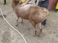 Montone, Arashan sheep — foto 7