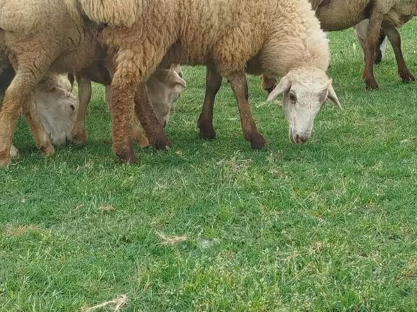 Pecore (lotto, sesso non specificato), Pecore
