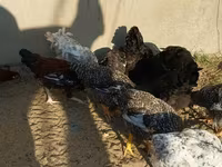 Chickens — foto 3