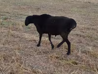 公羊, Blackheaded Persian sheep — 照片 5