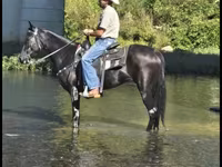 Kuda betina, Tennessee Walking Horse — foto 7