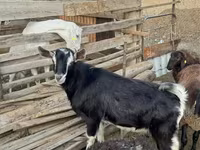 숫염소, Alpine goat — 사진 2