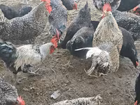 Chickens — fotografija 3