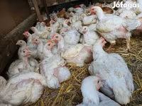 Chickens — foto 5