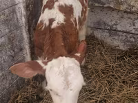 ላም, Limousin cow — ፎቶ 3