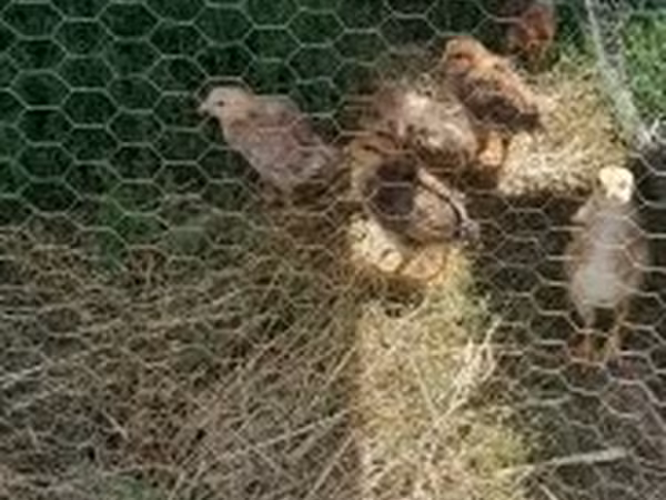 Chickens