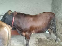 ወንድ በሬ, Cattle — ፎቶ 7