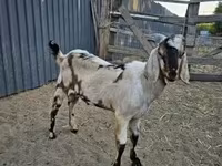 ஆண் வெள்ளாடு, Nubian Goat — புகைப்படம் 2