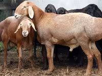 Baran, Dorper sheep — zdjęcie 1
