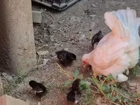 Chickens — تصویر 1
