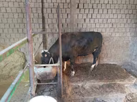 Bou, Bovine — foto 2