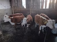 የከብት እንስሳት (ቡድን፣ ጾታ አልተጠቀሰም), Kazakh White-headed cow — ፎቶ 1