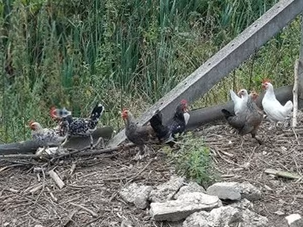 Chickens — Hungary