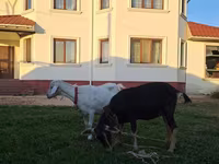 암염소, Saanen goat — 사진 1