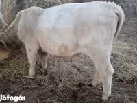 Byk, Charolais cattle — zdjęcie 3