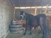 Égua, Cavalos — foto 1