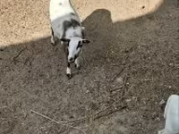 Овен, Cameroon sheep — снимка 4
