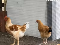 Chickens — รูปภาพ 3
