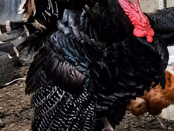 Turkeys