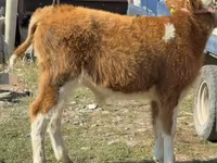 황소, Simmental cattle — 사진 5