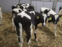 Býk, Russian Black pied cattle — foto 2