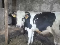 Бух, Russian Black pied cattle — 2 зураг