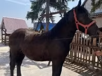公马, Horses — 照片 3