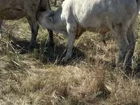 Bou, Vaca roșie fără coarne — foto 5