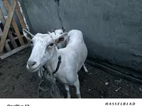 بز ماده, Saanen goat — عکس 1