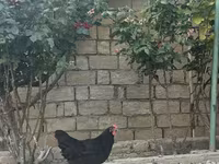 Chickens — fotografija 3