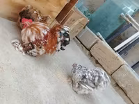 Chickens — foto 4