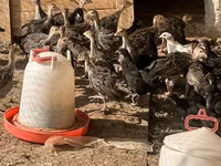 Turkeys — fotografija 3