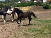 Hingst, Hucul pony — foto 1