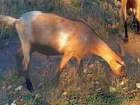 Goat, Goats — photo 2