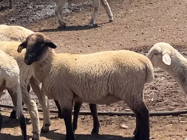 Montone, Hampshire sheep