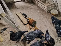 Chickens — รูปภาพ 3