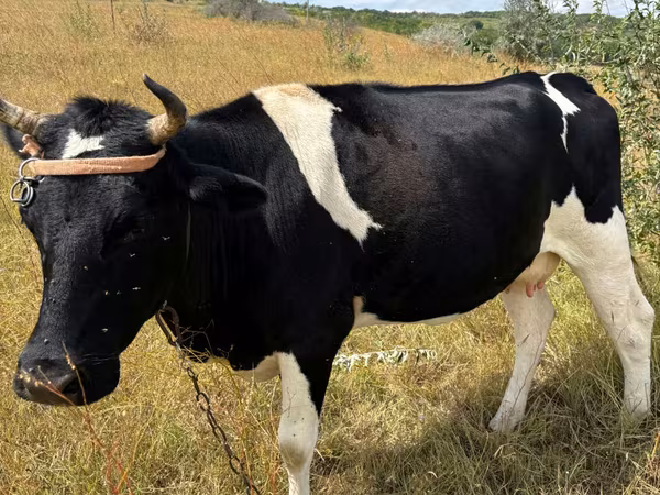 Vaca, Russian Black pied cattle