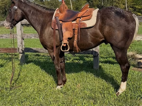 اسب نر, Appaloosa