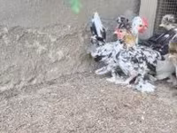 Chickens — 7 зураг