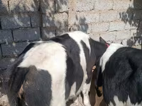 Krowa, Russian Black pied cattle — zdjęcie 5