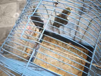Nymph quşları (Cockatiel) – 2 ədəd, qəfəs və aksesuarlarla birlikdə — foto 4